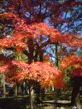 2010秋２.jpg