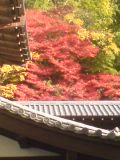 2010秋３.jpg