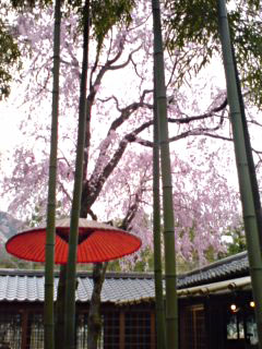 arasiyama5.jpg