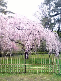 gosyosakura1.jpg