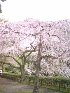 gosyosakura3.jpg