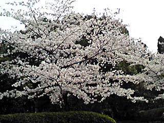 hanami2.jpg