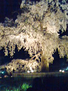 hanami4.jpg