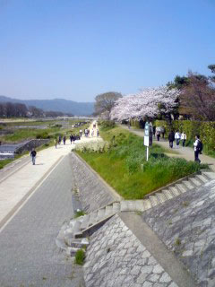 sakura-kamogawa.jpg