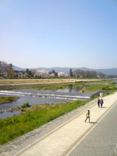 sakura-kamogawa2.jpg