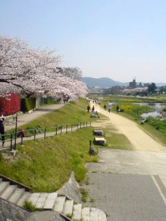 sakura-kamogawa3.jpg