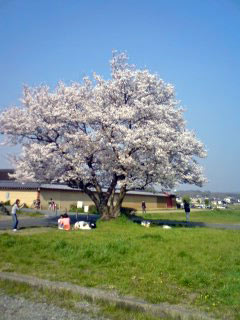 sakura-nara2.jpg
