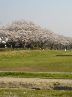 sakura-nara3.jpg