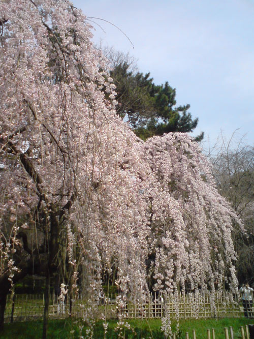 御所桜２.jpg