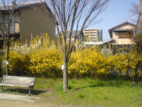 雪柳２.jpg